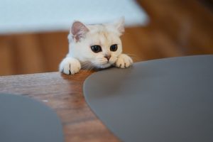 kitten